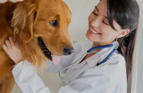 What is a Veterinarian? | Your Guide to Veterinary Care and Services