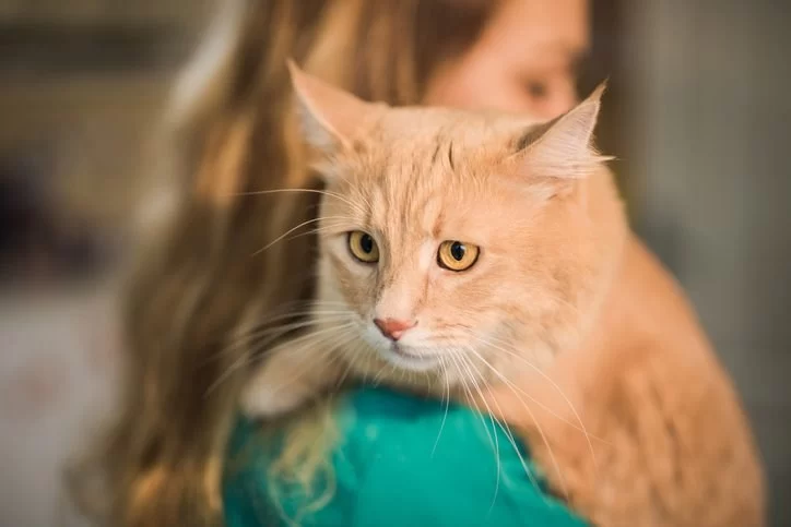 Cat Coughing with Wheezing Sound – Causes, Risks, and Treatments