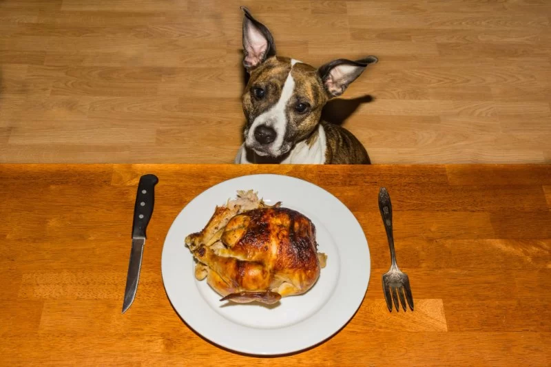 Can Dogs Eat Turkey Bacon? | Safe Treats for Your Dog