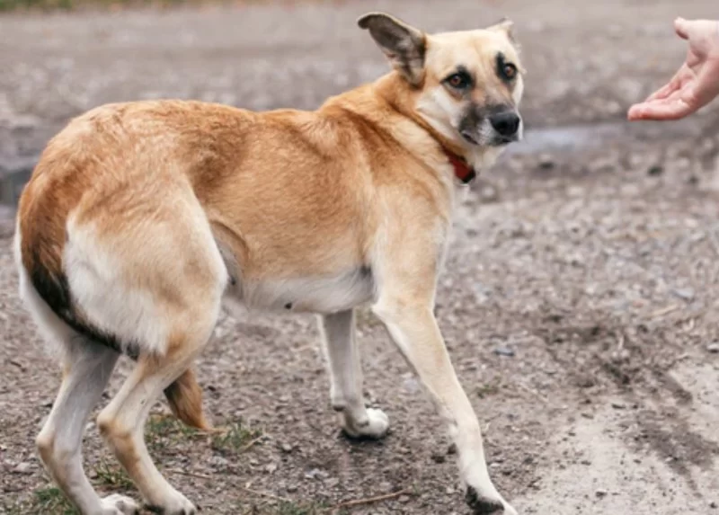 Dog Tail Held Low and Tucked: Understanding and Addressing Dog Anxiety