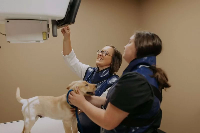 How Long Does It Take to Complete a Veterinary Degree? All You Need to Know