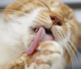Why Is Your Cat Licking or Chewing Its Paws Excessively?