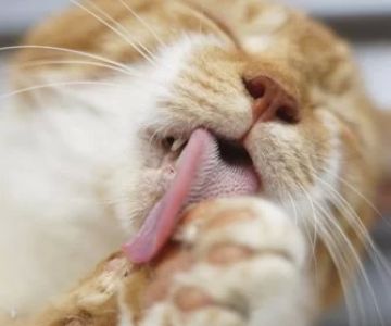Why Is Your Cat Licking or Chewing Its Paws Excessively?