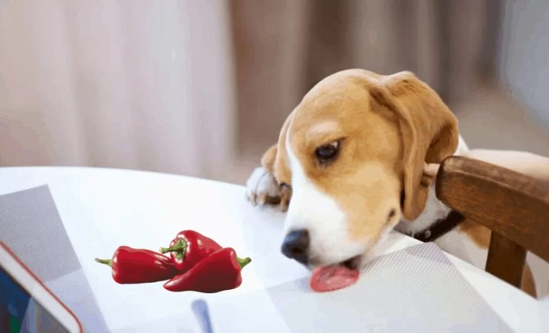 Can Dogs Eat Chili Peppers? What You Need to Know