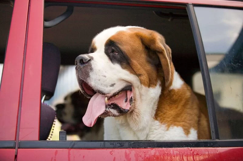 Dog Excessive Drooling in Car: Causes and Solutions