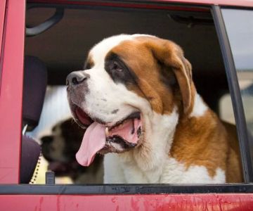 Dog Excessive Drooling in Car: Causes and Solutions