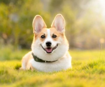 Seasonal Pet Care Tips Every Owner Should Follow and What It Means