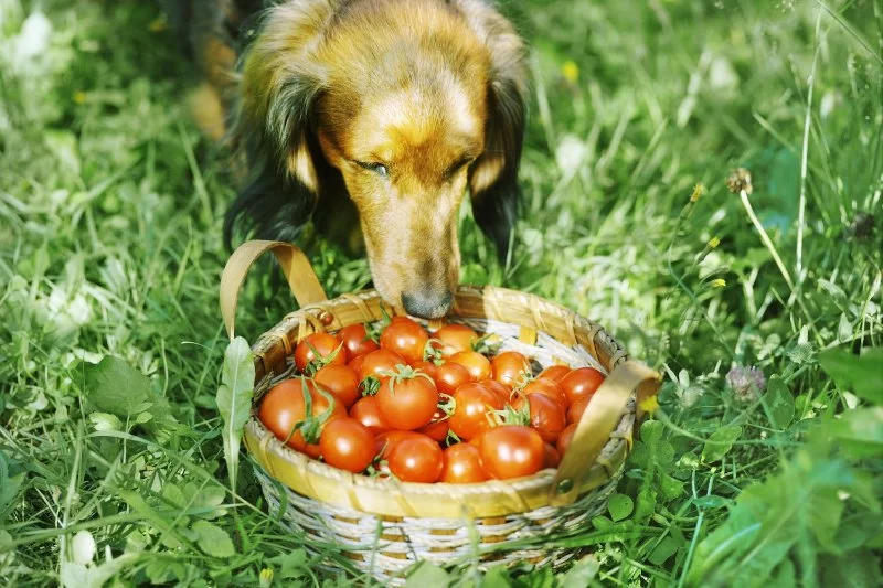 Can Dogs Eat Tomatoes and Lettuce? A Veterinarian’s Guide to Safe Feeding