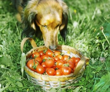 Can Dogs Eat Tomatoes and Lettuce? A Veterinarian’s Guide to Safe Feeding