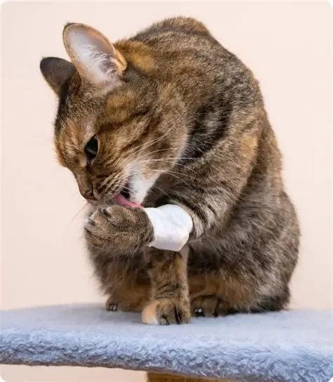 Why Is My Cat Scratching Its Head and Ears Regularly?