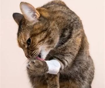 Why Is My Cat Scratching Its Head and Ears Regularly?