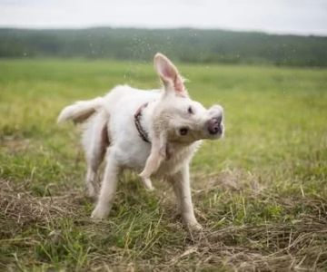 What to Do If Your Dog Is Shaking Its Head Frequently