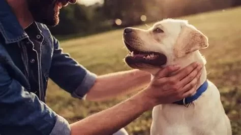 Daily Routines That Boost Your Pet’s Immune System That Could Save Your Pet's Life