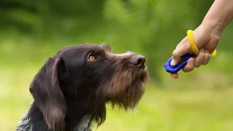 The Science Behind Clicker Training and Why It Works According to Experts