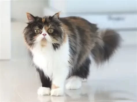 Fatty Tumors in Cats: Benign or Serious? Vet Approved Insights