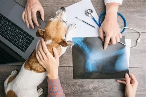 How Do You Spell Veterinary? Understanding the Word Behind Pet Care