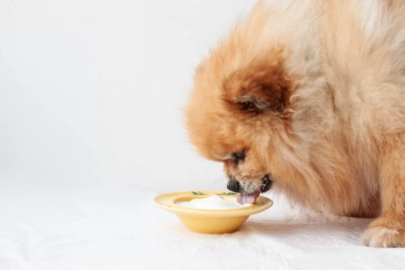 Can Dogs Eat Yogurt with Fruit? Safe Options and What to Avoid