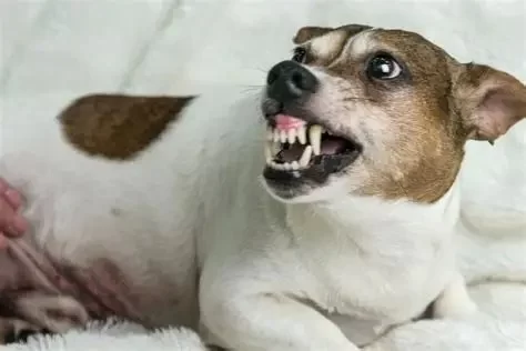 Dog Showing Aggression Suddenly? What It Means and How to Respond