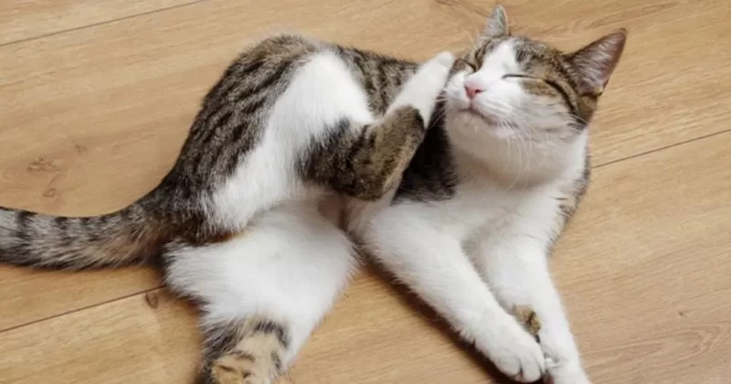 Cat Scratching Ears and Face Constantly? Here’s What You Need to Know