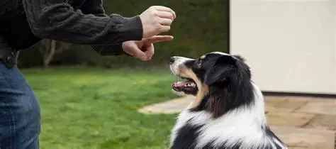 Training Your Rescue Dog in 2025: Build Trust and Behavior from Day One