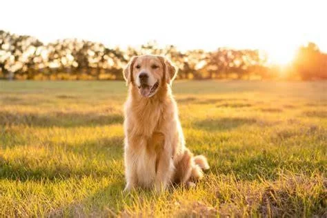 How Accurate Are Online Dog Age Calculators Compared to Vets? You Shouldn't Ignore
