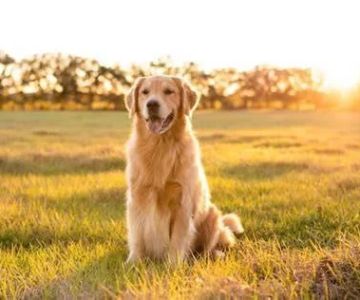 How Accurate Are Online Dog Age Calculators Compared to Vets? You Shouldn't Ignore