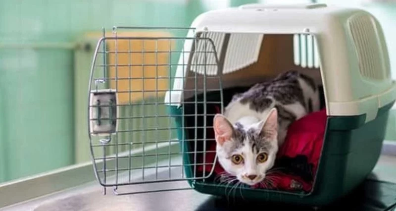 How to Prepare Your Pet for a Visit to the Vet Without Stress Explained Simply