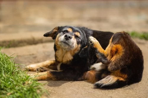 Dog Excessive Scratching Near Ears: Causes, Symptoms, and Care Tips