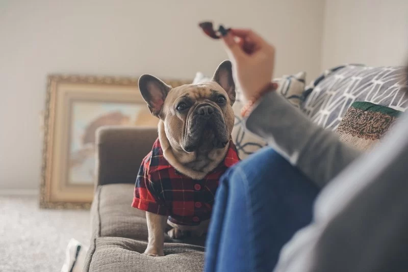 How to Spot and Treat Anxiety in Dogs and Cats - Vet Approved Insights