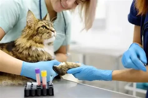 Fatty Tumors in Cats: Benign or Serious? What Every Vet Wants You to Know