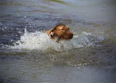 Can Dogs Eat Fish Oil? Benefits, Risks & How to Use It Safely