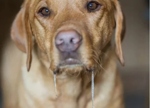 Why Is My Dog Drooling Excessively After Eating? Understanding the Signs and When to Worry