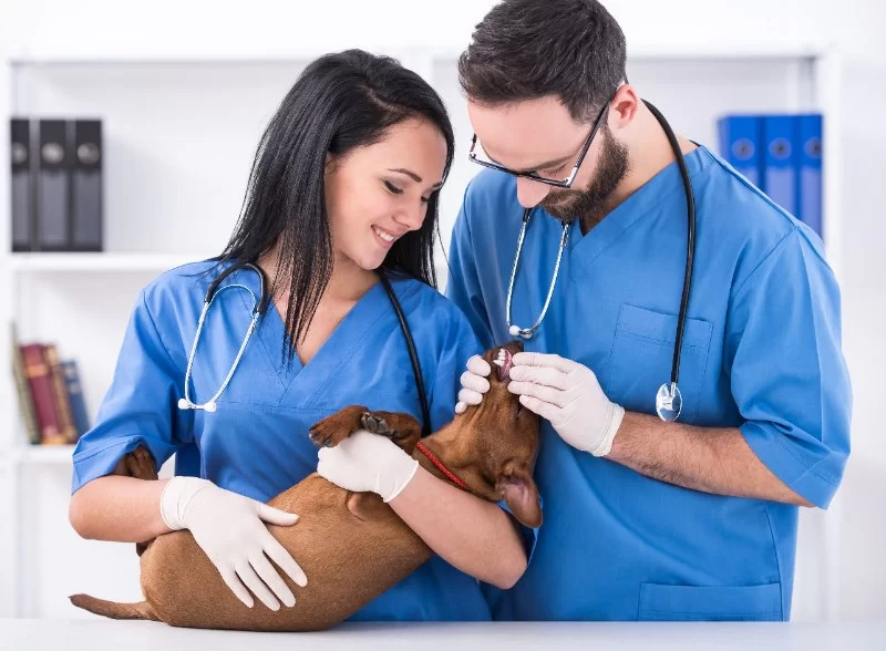 What Major Do You Need to Be a Veterinary Technician? A Realistic Guide for Aspiring Vet Techs
