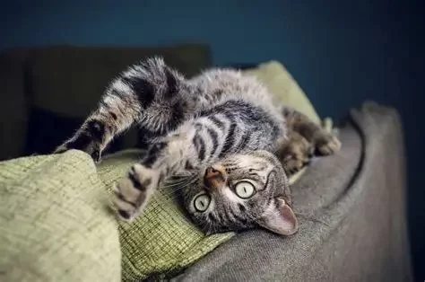 Why Is My Cat Scratching Its Head More Than Usual? Vet-Backed Insights