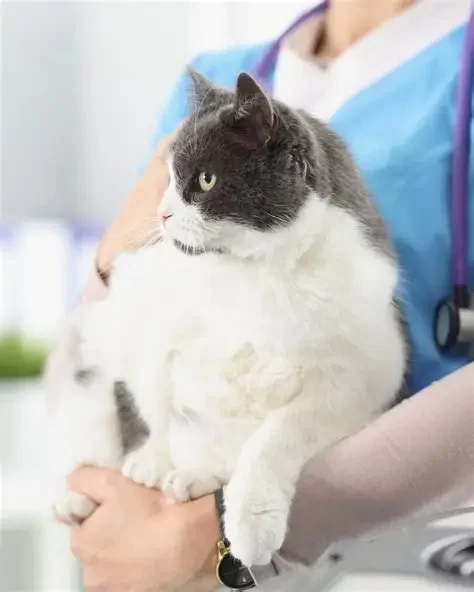 Pet Obesity in America: Causes, Health Risks & Ways to Help That Could Save Your Pet's Life