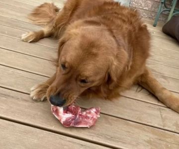 Can Dogs Eat Raw Meat Safely? Everything You Need to Know Before Switching to Raw