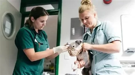 What Do Veterinary Nurses Earn? A Realistic Look at Salaries and Career Growth
