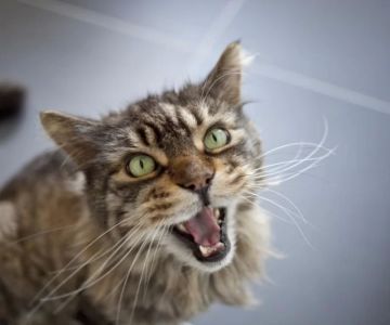 Why Is My Cat Meowing for Attention All the Time? Causes and Solutions