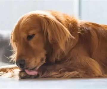 Why Is My Dog Licking Paws Excessively and Obsessively? Causes and Solutions