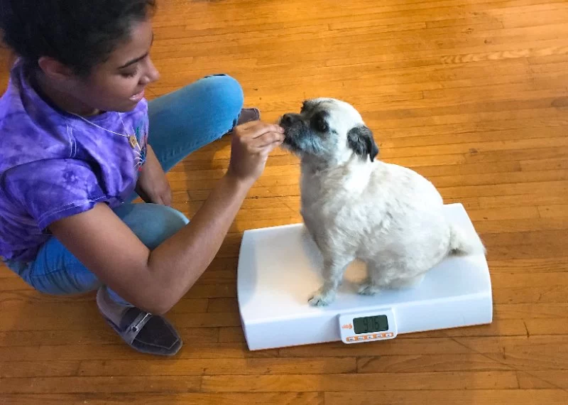 Top Free Online Tools to Track Your Pet’s Weight Over Time You Shouldn't Ignore