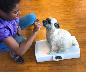 Top Free Online Tools to Track Your Pet’s Weight Over Time You Shouldn't Ignore