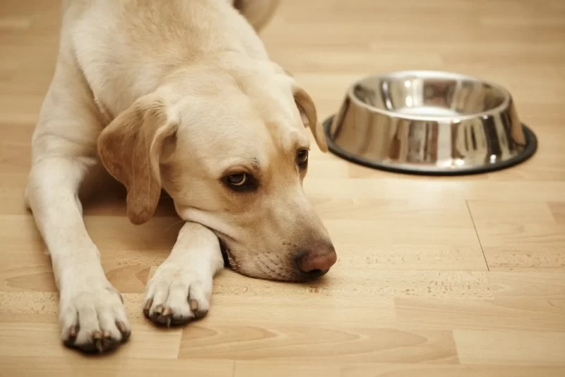 Understanding Your Dog’s Digestive Issues and When to Worry