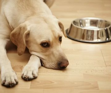 Understanding Your Dog’s Digestive Issues and When to Worry