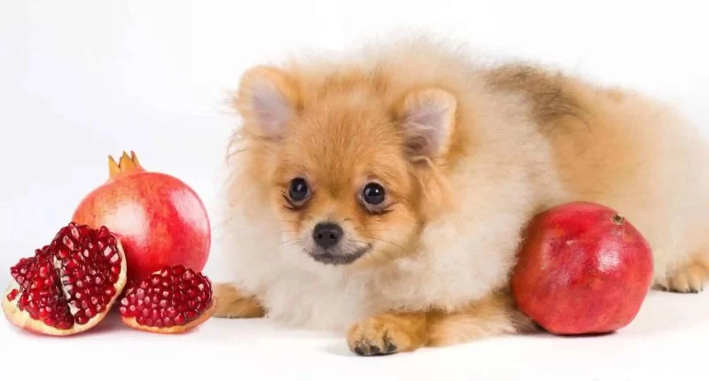 Can Dogs Eat Pomegranates? What Every Dog Owner Should Know