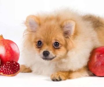 Can Dogs Eat Pomegranates? What Every Dog Owner Should Know