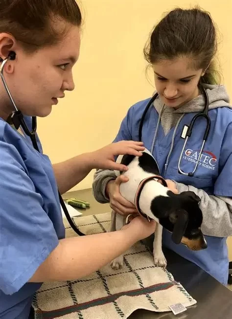 What Type of Education Does a Veterinarian Need? A Detailed Guide