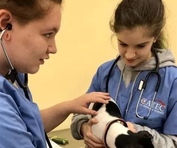 What Type of Education Does a Veterinarian Need? A Detailed Guide
