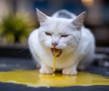 Cat Vomiting Blood or Undigested Food: What It Means and What to Do