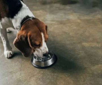 Dog Excessive Thirst and Urination at Night: Causes and When to Worry