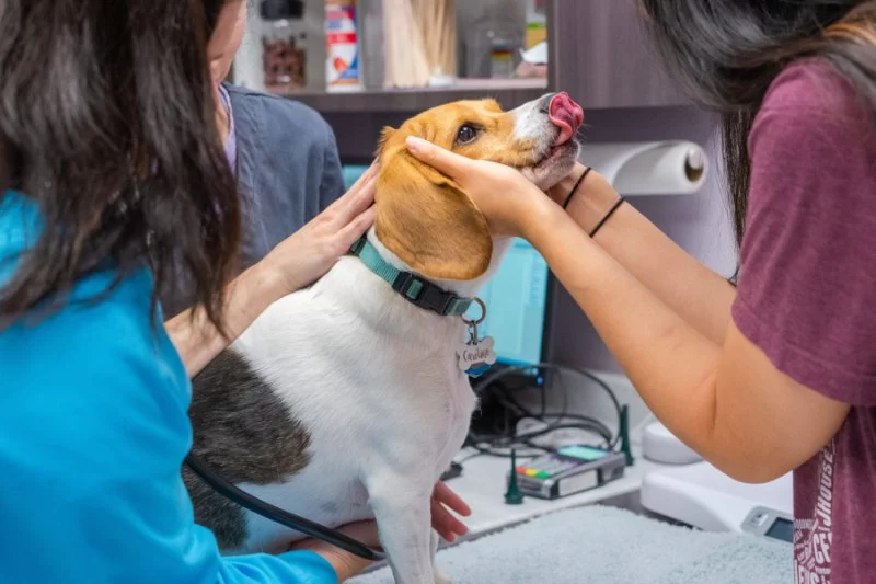 Why Heartworm Still Threatens Dogs in the U.S. (And How to Protect Yours) - Vet Approved Insights